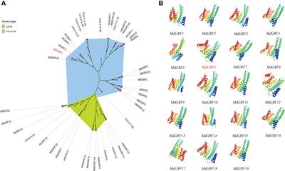 The apple 14-3-3 gene MdGRF6 negatively regulates salt tolerance